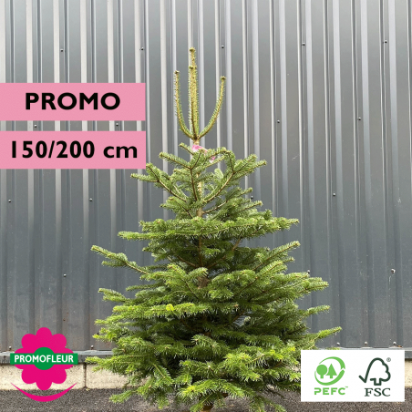 Sapin de Noël coupé Nordmann (PROMO) H.150/200 cm - Promofleur Champagne-sur-Oise