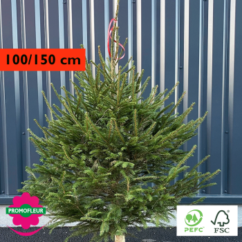 Sapin de Noël coupé Epicéa H.100/150 cm - Promofleur Champagne-sur-Oise