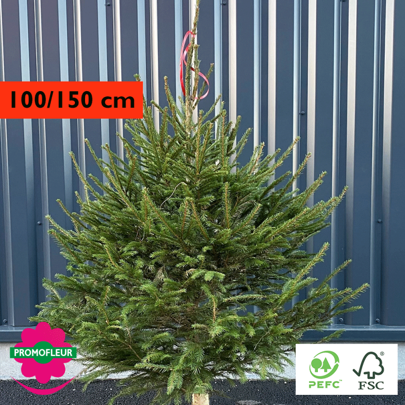 Sapin de Noël coupé Epicéa H.100/150 cm - Promofleur Champagne-sur-Oise