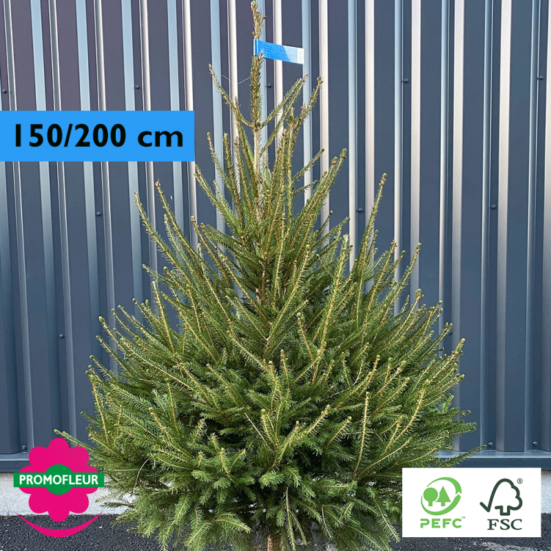 Sapin de Noël coupé Epicéa H.150/200 cm - Promofleur Champagne-sur-Oise