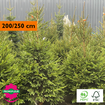 Sapin de Noël coupé Epicéa H.200/250 cm (Buche inclus !) - Promofleur Champagne-sur-Oise