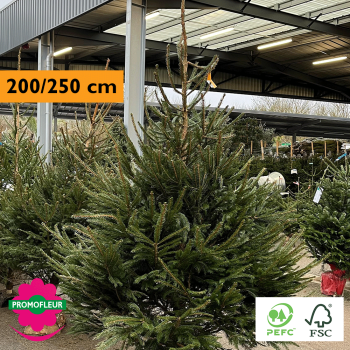 Sapin de Noël coupé Epicéa H.200/250 cm - Promofleur Champagne-sur-Oise