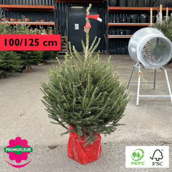 Sapin de Noël en pot Epicéa