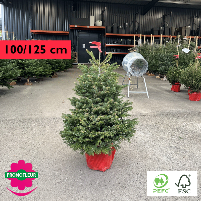 Sapin de Noël en pot Nordmann Hauteur 100/125 cm (Ruban Rouge) - Promofleur