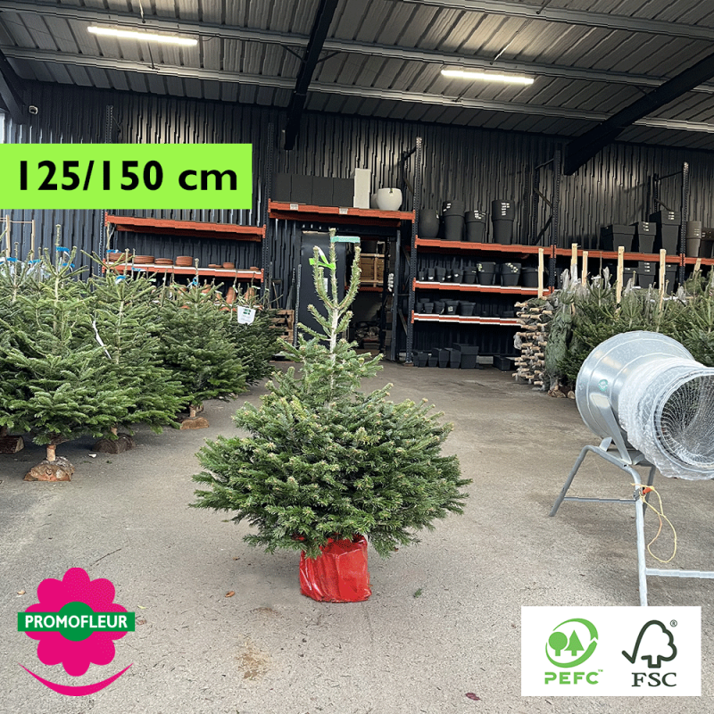 Sapin de Noël en pot Nordmann Hauteur 125/150 cm (Ruban Vert) - Promofleur