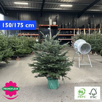 Sapin de Noël en pot Nordmann Hauteur 150/175 cm (Ruban Bleu) - Promofleur