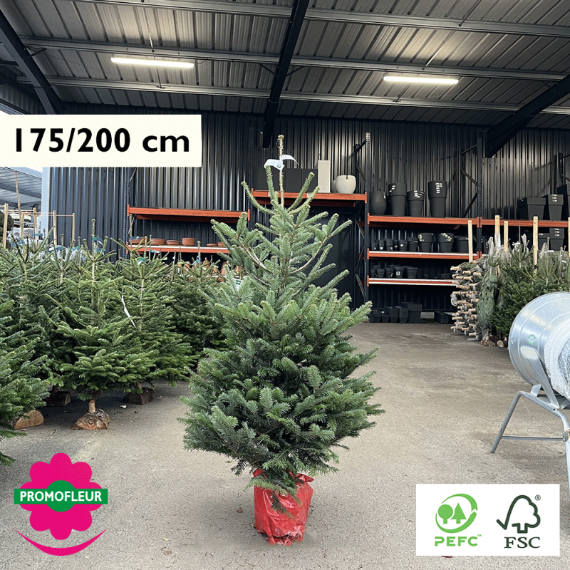 Sapin de Noël en pot Nordmann Hauteur 175/200 cm (Ruban Blanc) - Promofleur