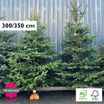Sapin de Noël coupé Nordmann Hauteur 300/350 cm - Promofleur Champagne