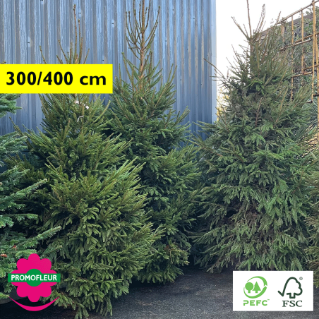 Sapin de Noël coupé Epicéa Hauteur 300/400 cm - Promofleur Champagne-sur-Oise