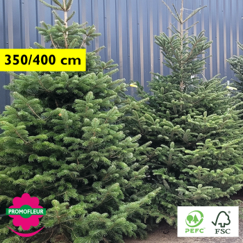 Sapin de Noël coupé Nordmann 2025