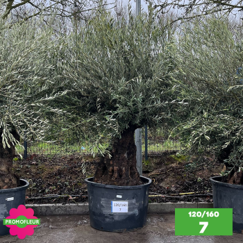 Olivier Centenaire 120 - 160 ans - Promofleur - Choix 7