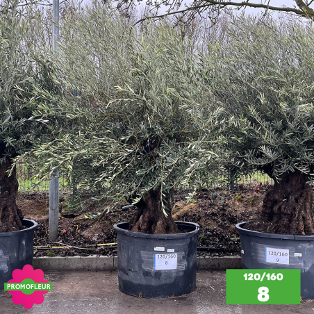 Olivier Centenaire 120 - 160 ans - Promofleur - Choix 8
