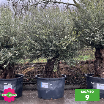 Olivier Centenaire 120 - 160 ans - Promofleur - Choix 9