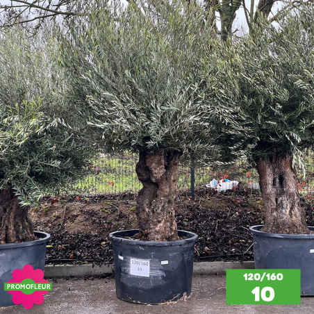 Olivier Centenaire 120 - 160 ans - Promofleur - Choix 10