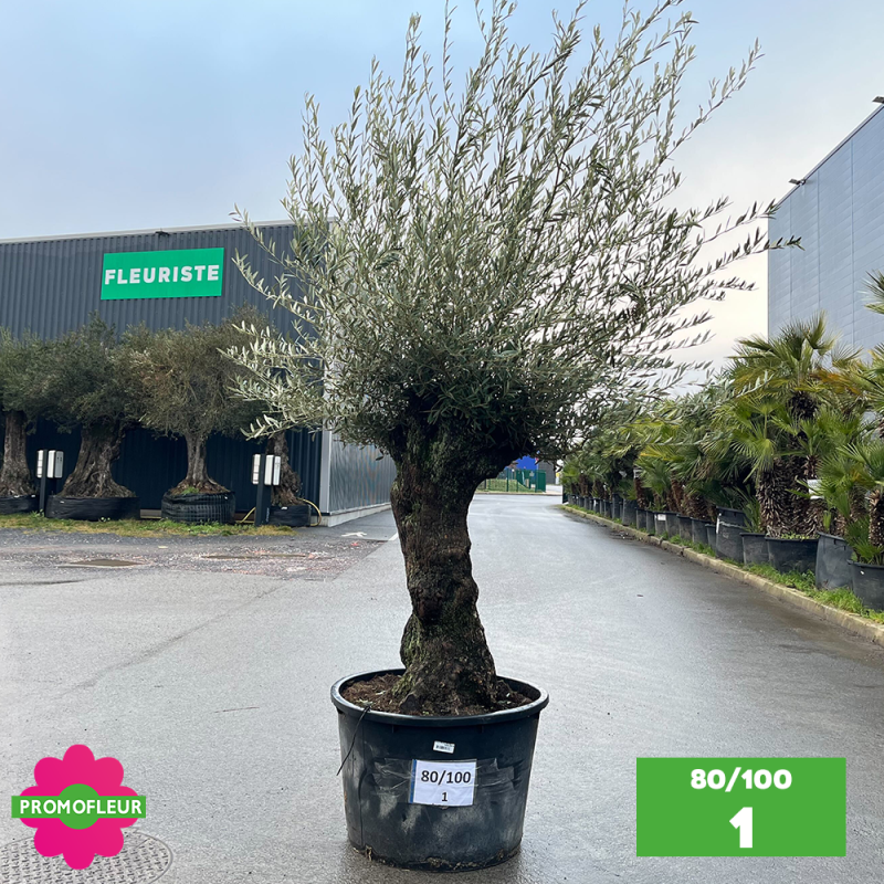 Olivier Centenaire 80 - 100 ans - Promofleur - Choix 1