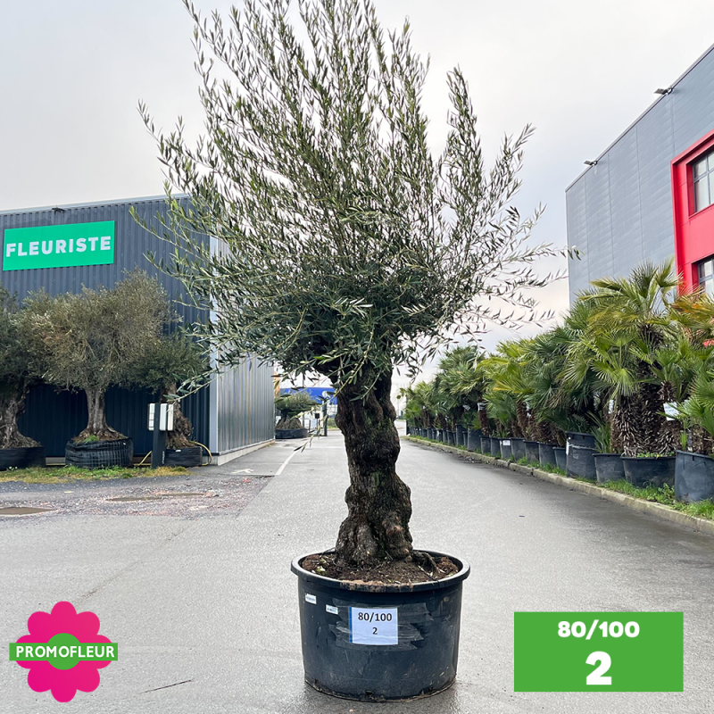 Olivier Centenaire 80 - 100 ans - Promofleur - Choix 2