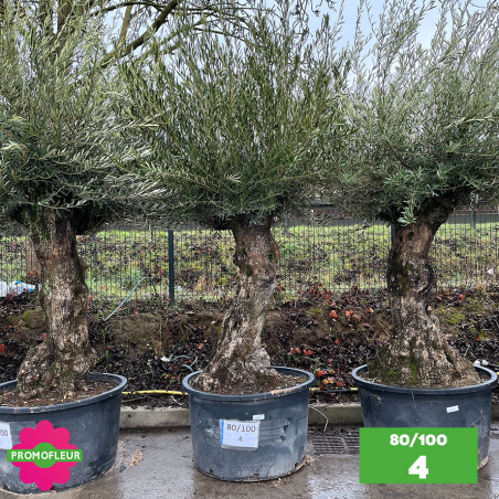 Olivier Centenaire 80 - 100 ans - Promofleur - Choix 4