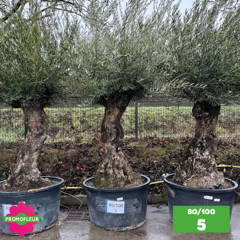 Olivier Centenaire 80 - 100 ans - Promofleur - Choix 5