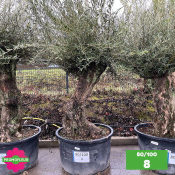 Olivier Centenaire 80 - 100 ans - Promofleur - Choix 8