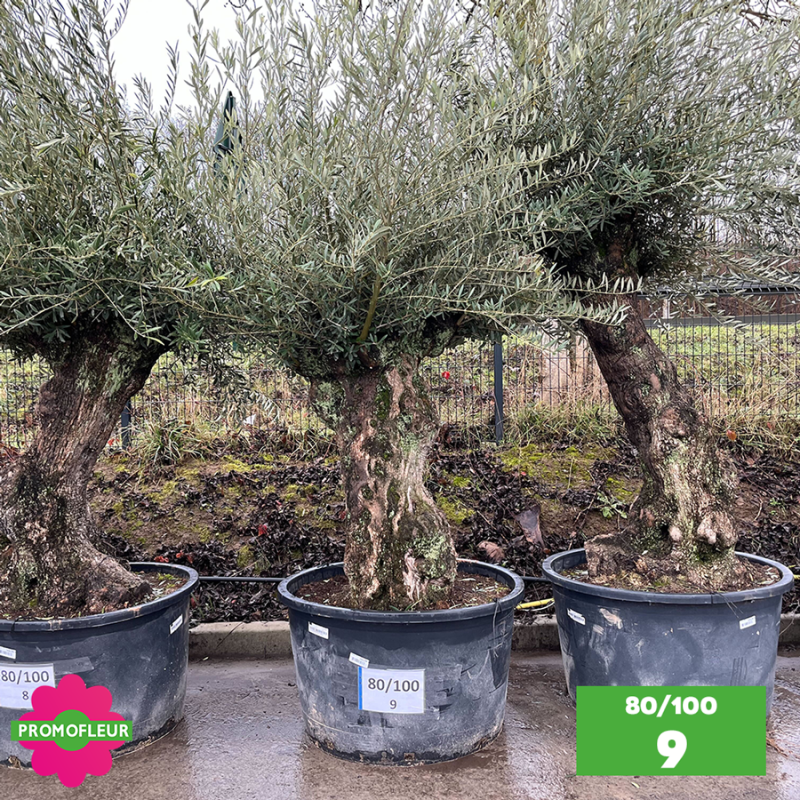 Olivier Centenaire 80 - 100 ans - Promofleur - Choix 9