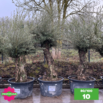 Olivier Centenaire 80 - 100 ans - Promofleur - Choix 10