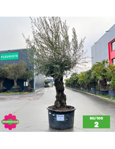 Olivier Centenaire 80 - 100 ans - Promofleur - Choix 2