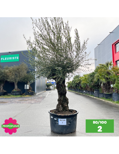 Olivier Centenaire 80 - 100 ans - Promofleur - Choix 12