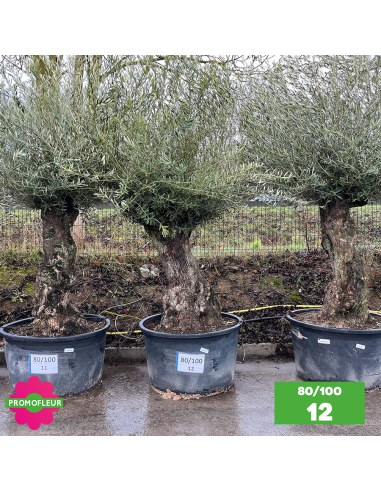 Olivier Centenaire 80 - 100 ans - Promofleur - Choix 12