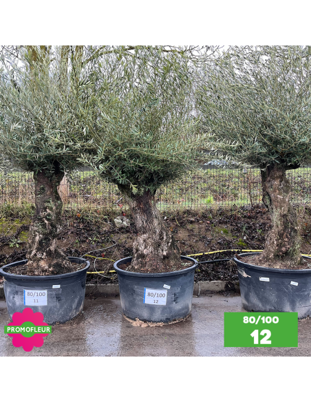 Olivier Centenaire 80 - 100 ans - Promofleur - Choix 12