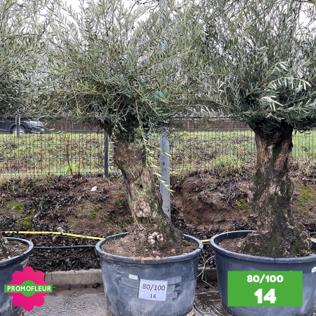 Olivier Centenaire 80 - 100 ans - Promofleur - Choix 14