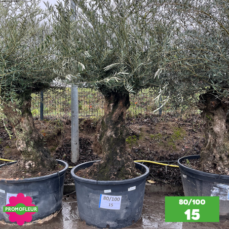 Olivier Centenaire 80 - 100 ans - Promofleur - Choix 15