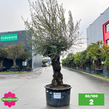 Olivier Centenaire 80 - 100 ans - Promofleur - Choix 2