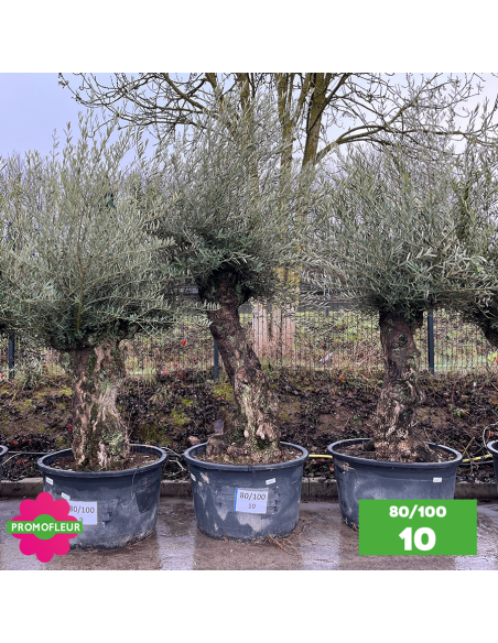 Olivier Centenaire 80 - 100 ans - Promofleur - Choix 10