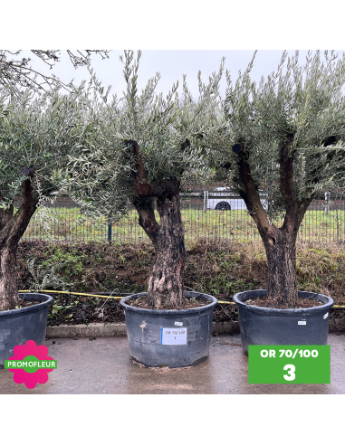 Olivier 70 - 100 ans ramifié Hauteur 200 cm - Choix 3 (OR 70-100 / 3)
