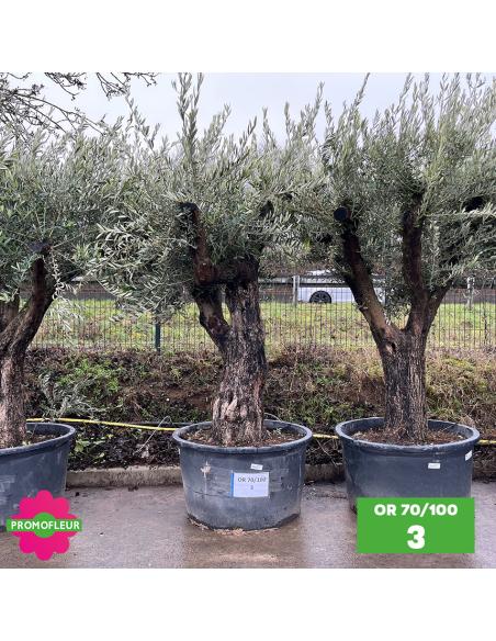 Olivier 70 - 100 ans ramifié Hauteur 200 cm - Choix 3 (OR 70-100 / 3)