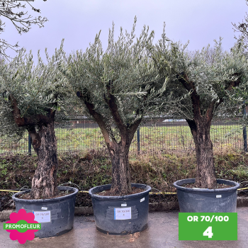 Olivier 70 - 100 ans ramifié Hauteur 200 cm - Choix 4 (OR 70-100 / 4)