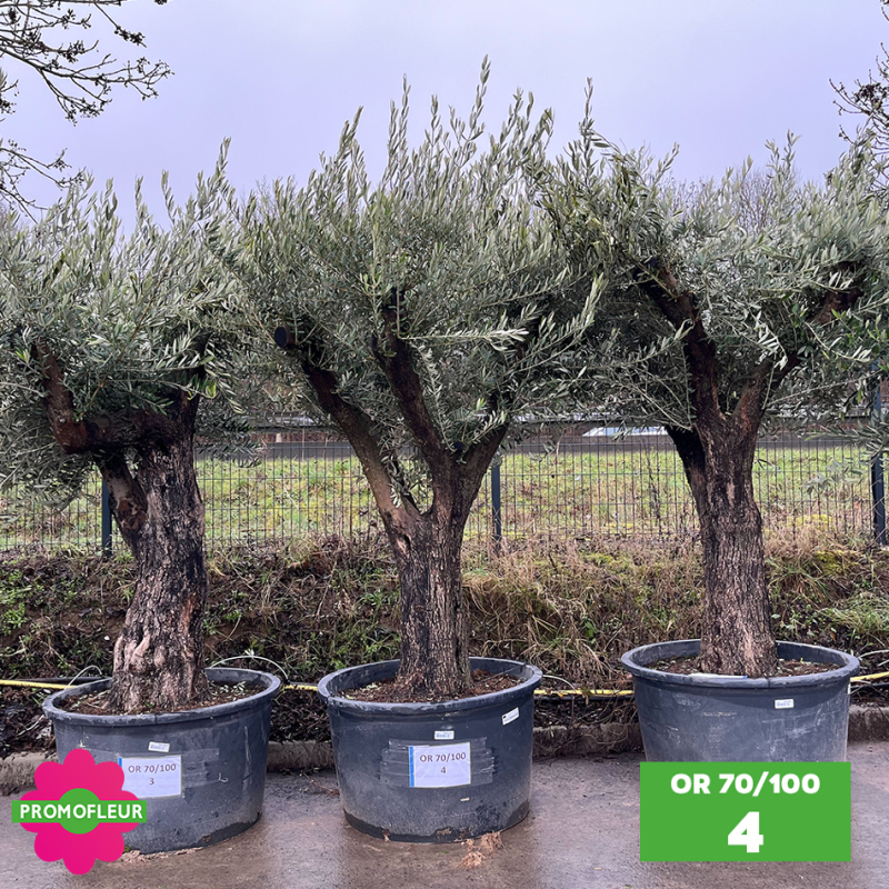 Olivier 70 - 100 ans ramifié Hauteur 200 cm - Choix 4 (OR 70-100 / 4)