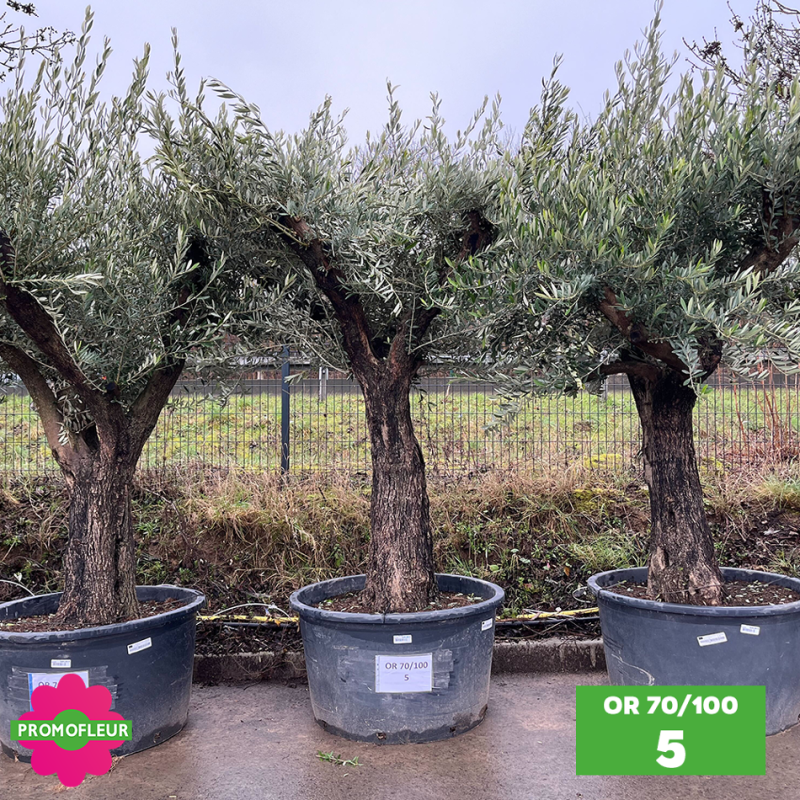 Olivier 70 - 100 ans ramifié Hauteur 200 cm - Choix 5 (OR 70-100 / 5)