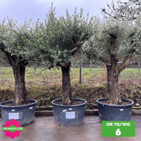 Olivier 70 - 100 ans ramifié Hauteur 200 cm - Choix 6 (OR 70-100 / 6)