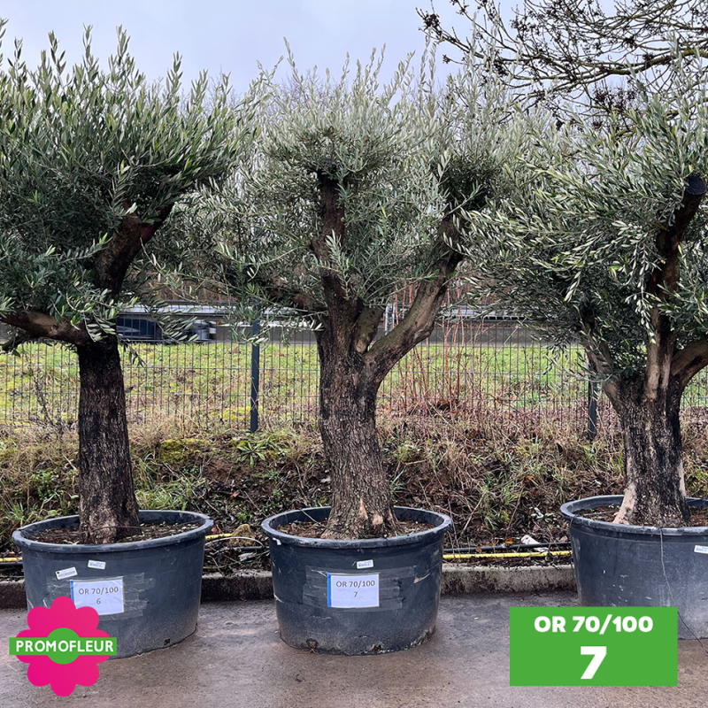Olivier 70 - 100 ans ramifié Hauteur 200 cm - Choix 7 (OR 70-100 / 7)
