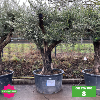 Olivier 70 - 100 ans ramifié Hauteur 200 cm - Choix 8 (OR 70-100 / 8)