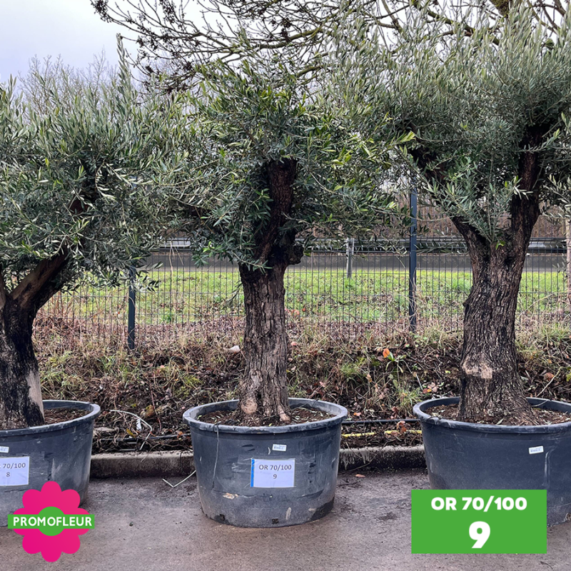 Olivier 70 - 100 ans ramifié Hauteur 200 cm - Choix 8 (OR 70-100 / 8)
