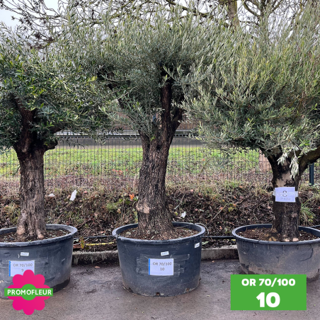 Olivier 70 - 100 ans ramifié Hauteur 200 cm - Choix 10 (OR 70-100 / 10)