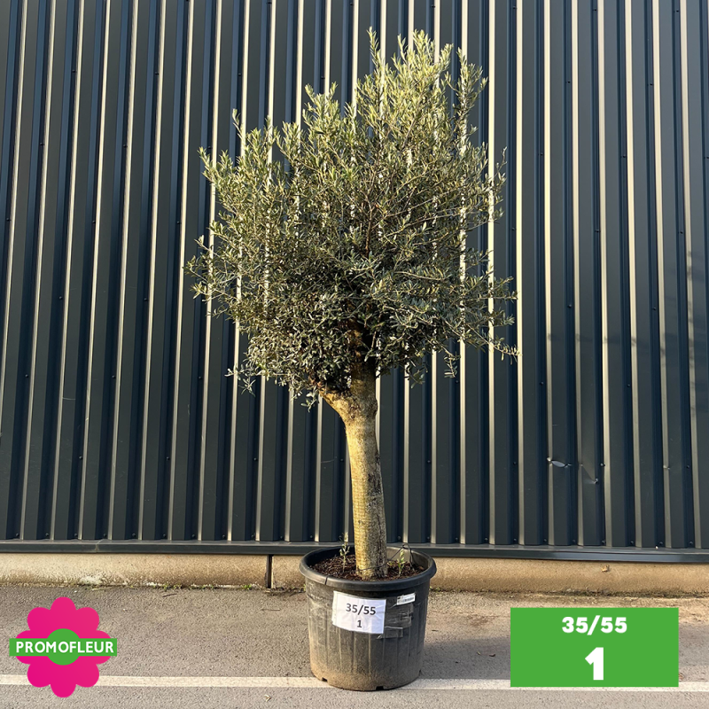 Parc d'oliviers tiges 35 - 55 ans H.250 cm tronc lisse avec de belles charpentières - Promofleur Champagne-sur-Oise (1)