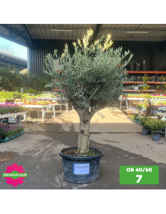 Parc d'oliviers 40 - 60 ans ramifiés Hauteur 200 cm - Promofleur