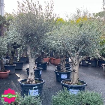 Parc d'oliviers 40 - 60 ans ramifiés Hauteur 200 cm - Promofleur