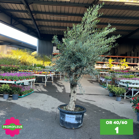 Olivier 40 - 60 ans ramifié Hauteur 200 cm - Promofleur (OR-40/60 - 1)