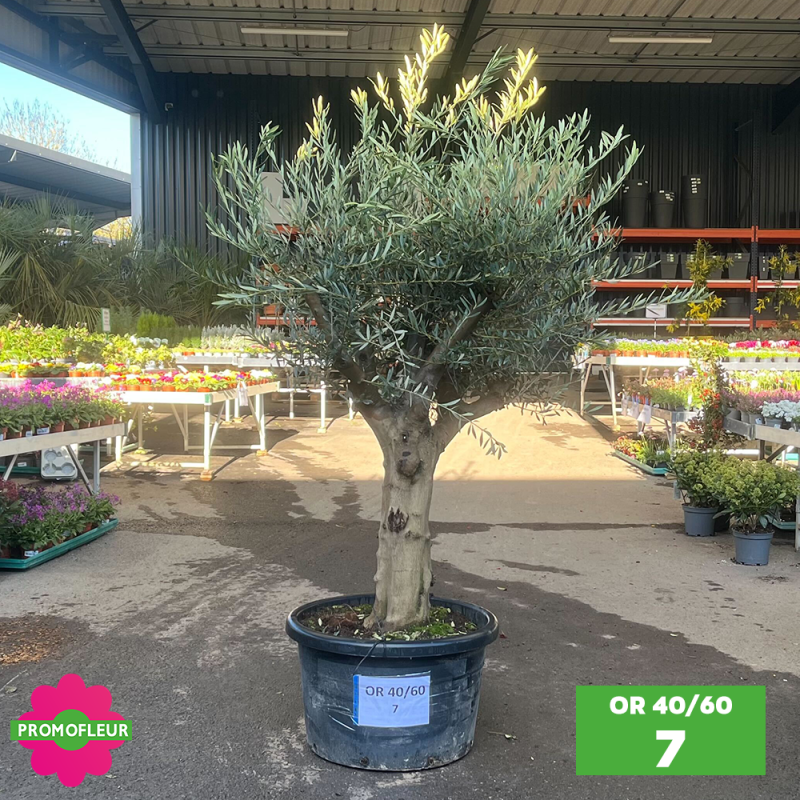 Olivier 40 - 60 ans ramifié Hauteur 200 cm - Promofleur (OR-40/60 - 7)