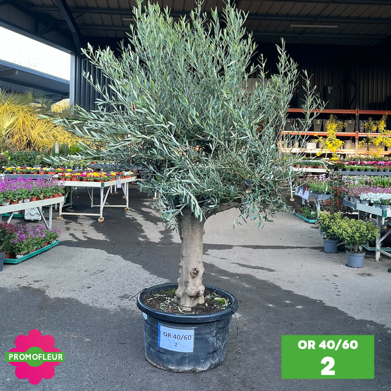 Olivier 40 - 60 ans ramifié Hauteur 200 cm - Promofleur (OR-40/60 - 2)