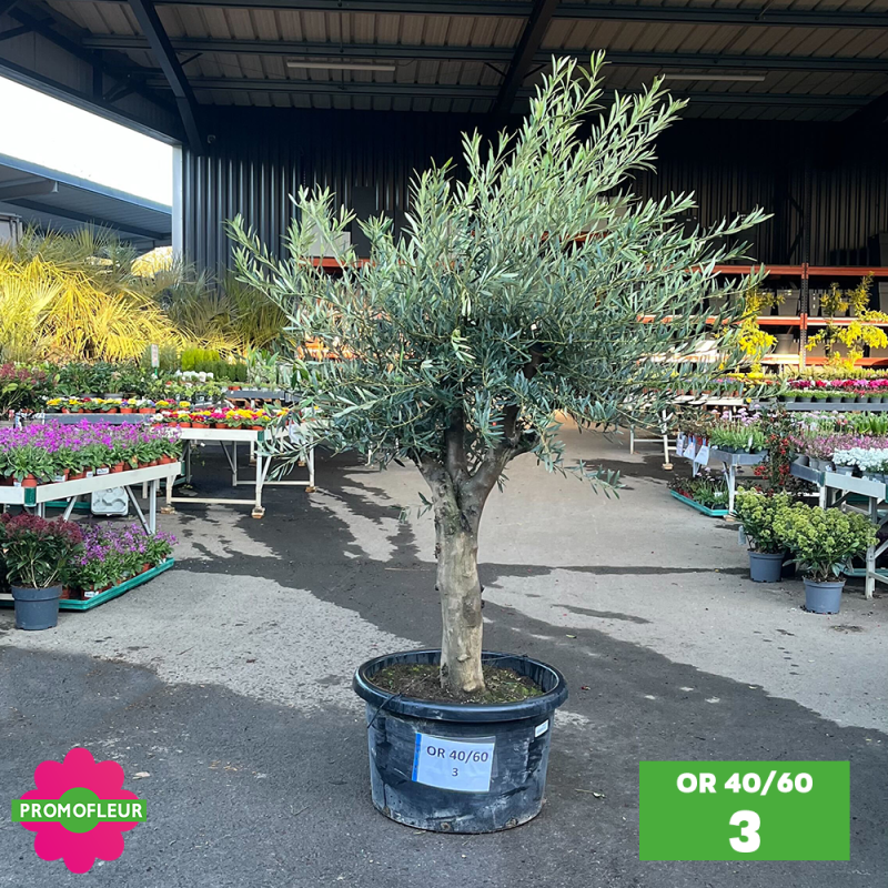 Olivier 40 - 60 ans ramifié Hauteur 200 cm - Promofleur (OR-40/60 - 5)